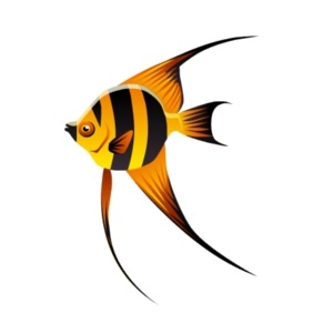 Yellow Jacket Angelfish